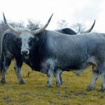 Università Agraria carne maremmana bovino