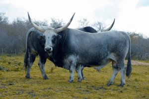 Università Agraria carne maremmana bovino