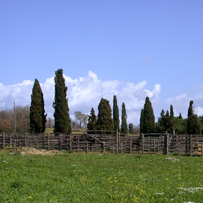 Tarquinia Roccaccia