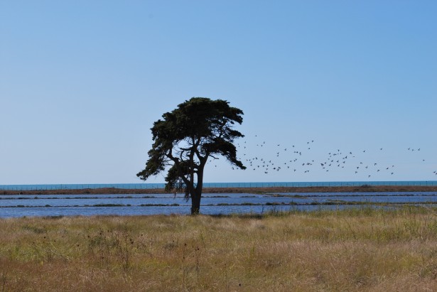 Riserva delle Saline di Tarquinia