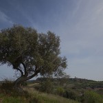 Tarquinia panorama con olivo