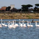 oasi saline tarquinia