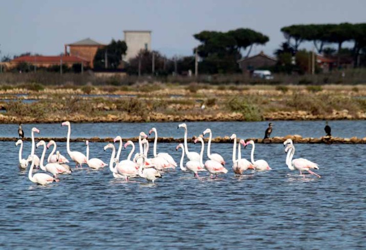 oasi saline tarquinia