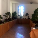 bonsai tarquinia