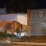 Il leone a Ladispoli