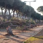 Pini - Viale Mediterraneo - Tarquinia Lido