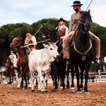 Maremma D'Amare - Montalto di Castro