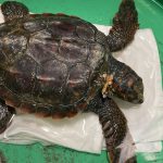 Tartaruga Caretta Caretta