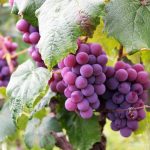 Grappoli d'uva sulla vigna