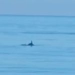 Delfini avvistati in mare davanti alla spiaggia di Tarquinia, scene dal video girato dalla riva.