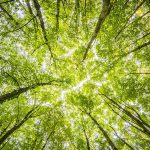 Alberi