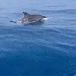 Delfini avvistati in mare a largo della costa di Tarquinia