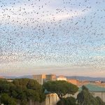 Un volo di storni a Tarquinia sopra l'ospedale