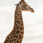 Giraffa