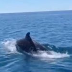 Gruppo di delfini che nuota in mare aperto al largo di Tarquinia